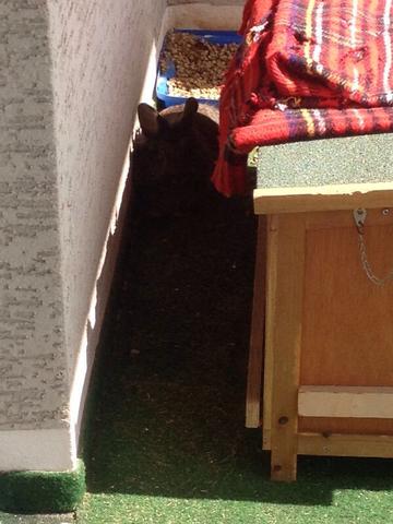 Die Häsin auf dem Balkon, "flieht" vor anderem Hasen - (Streit, Kaninchen, Kampf)