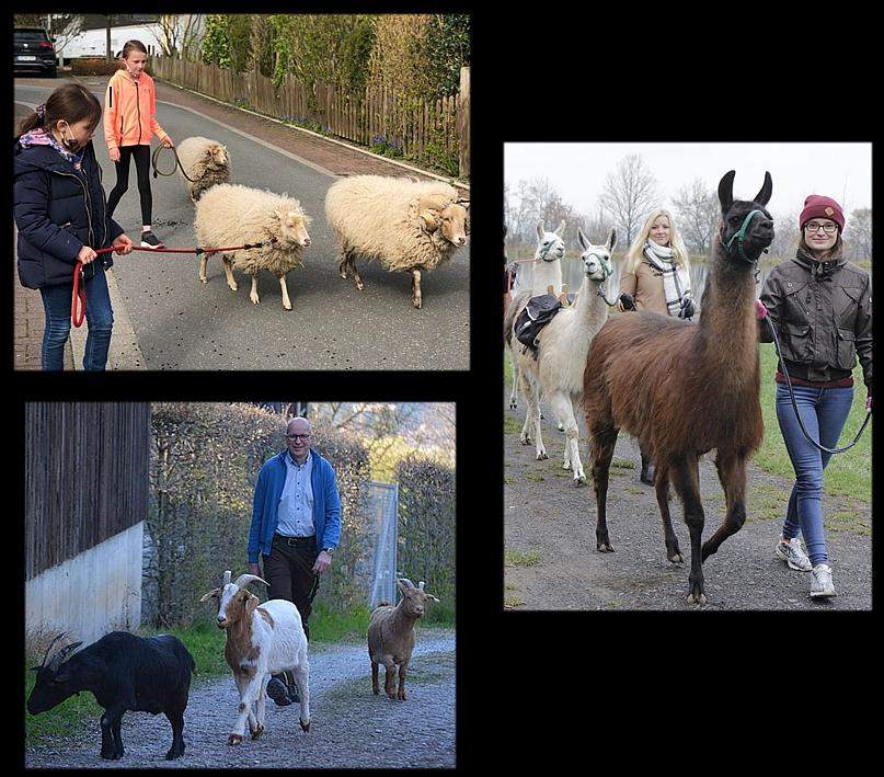 Wie reagieren Hunde auf Schafe, Ziegen, Lamas etc.? (Tierhaltung, Hundeerziehung)