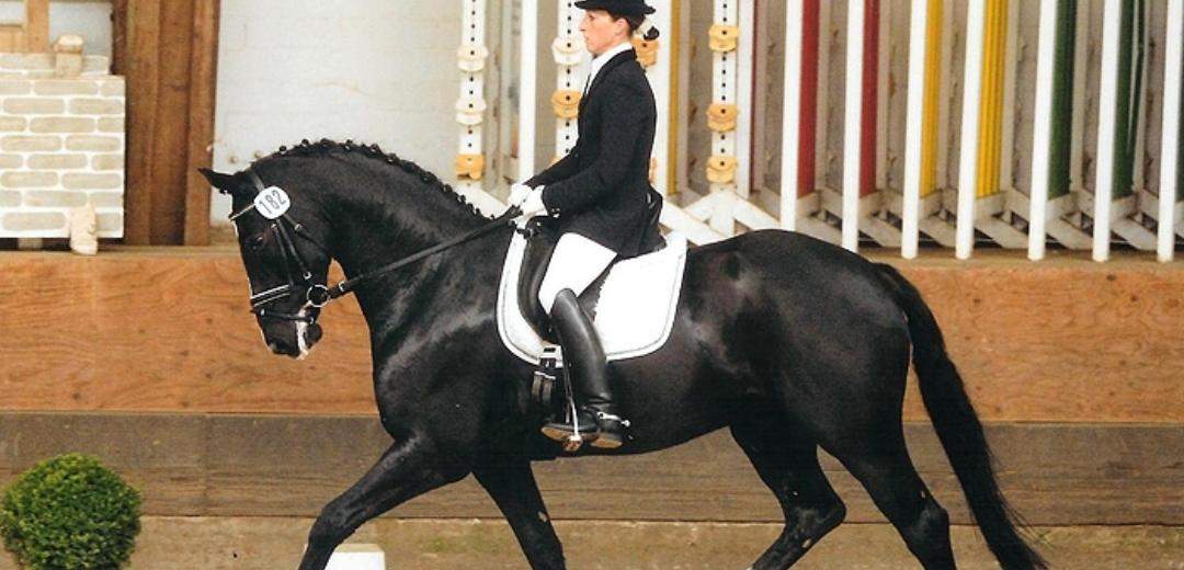 Wie reitet man ein Pferd nicht auf der Vorhand? (Reiten, Anlehnung)