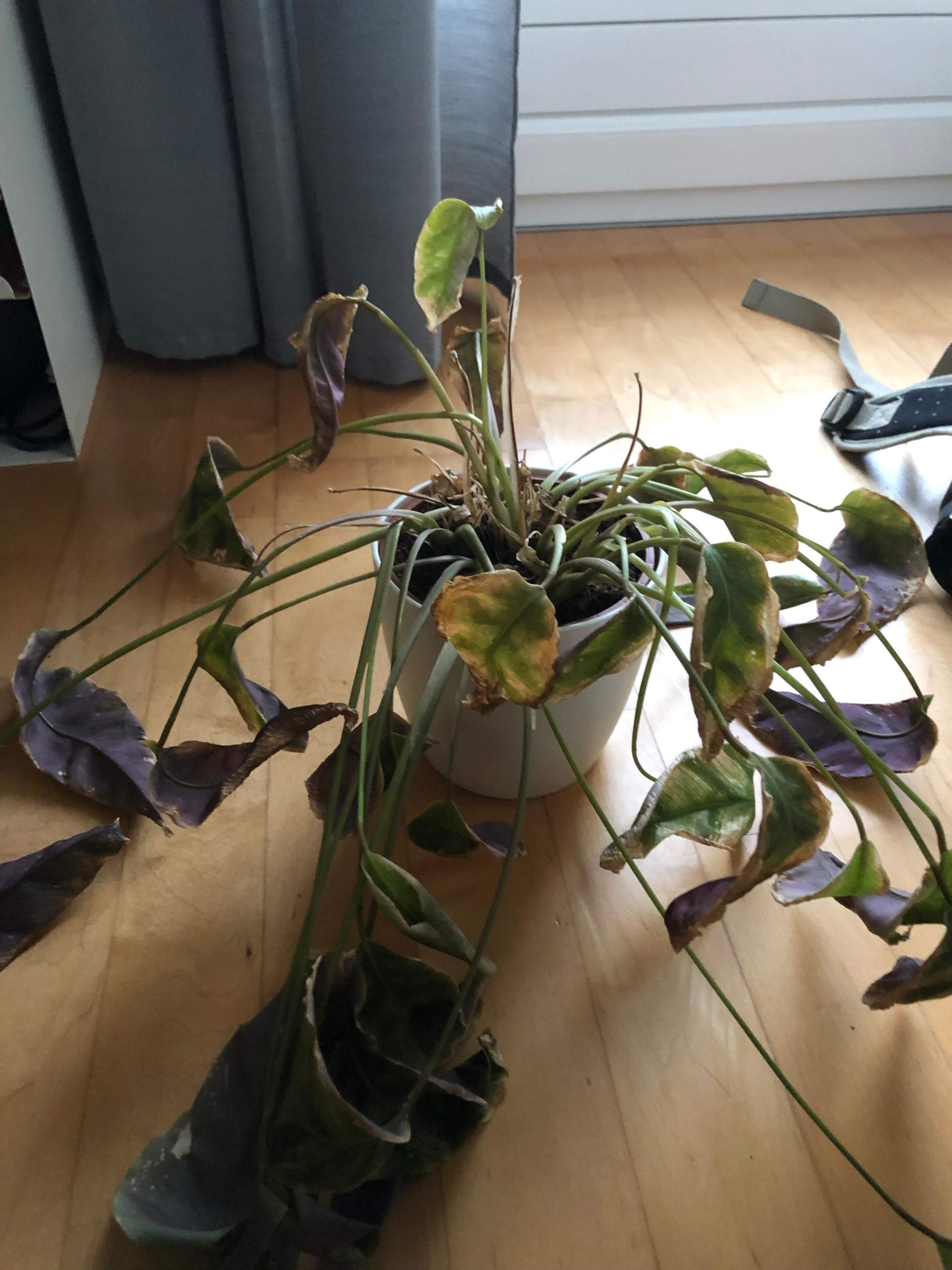 Wie rette ich eine calathea? (Pflanzen, Pflanzenpflege, Zimmerpflanzen)