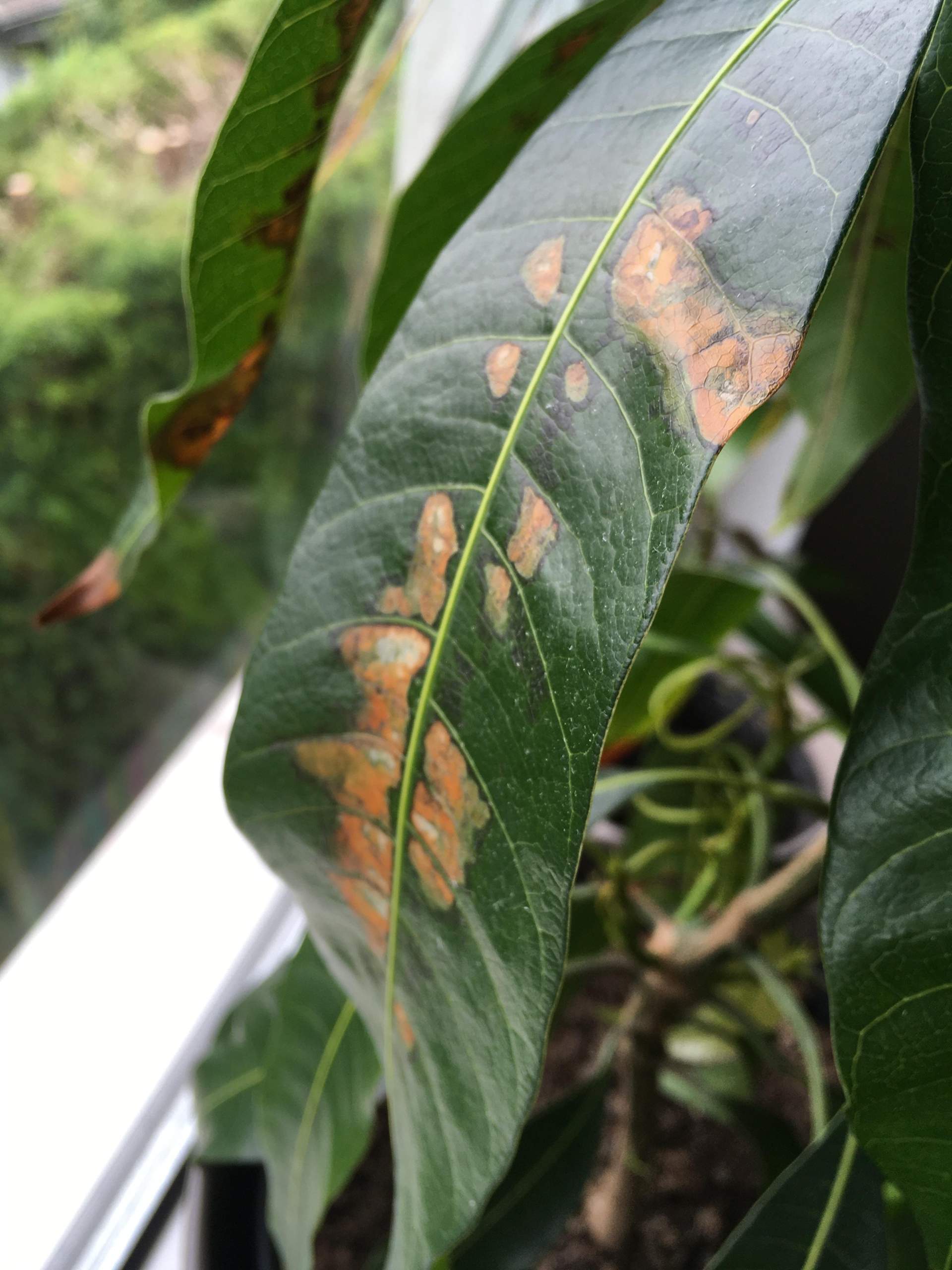 Wie Schädlinge an Pflanzen loswerden? (Insekten, Pflanzenpflege