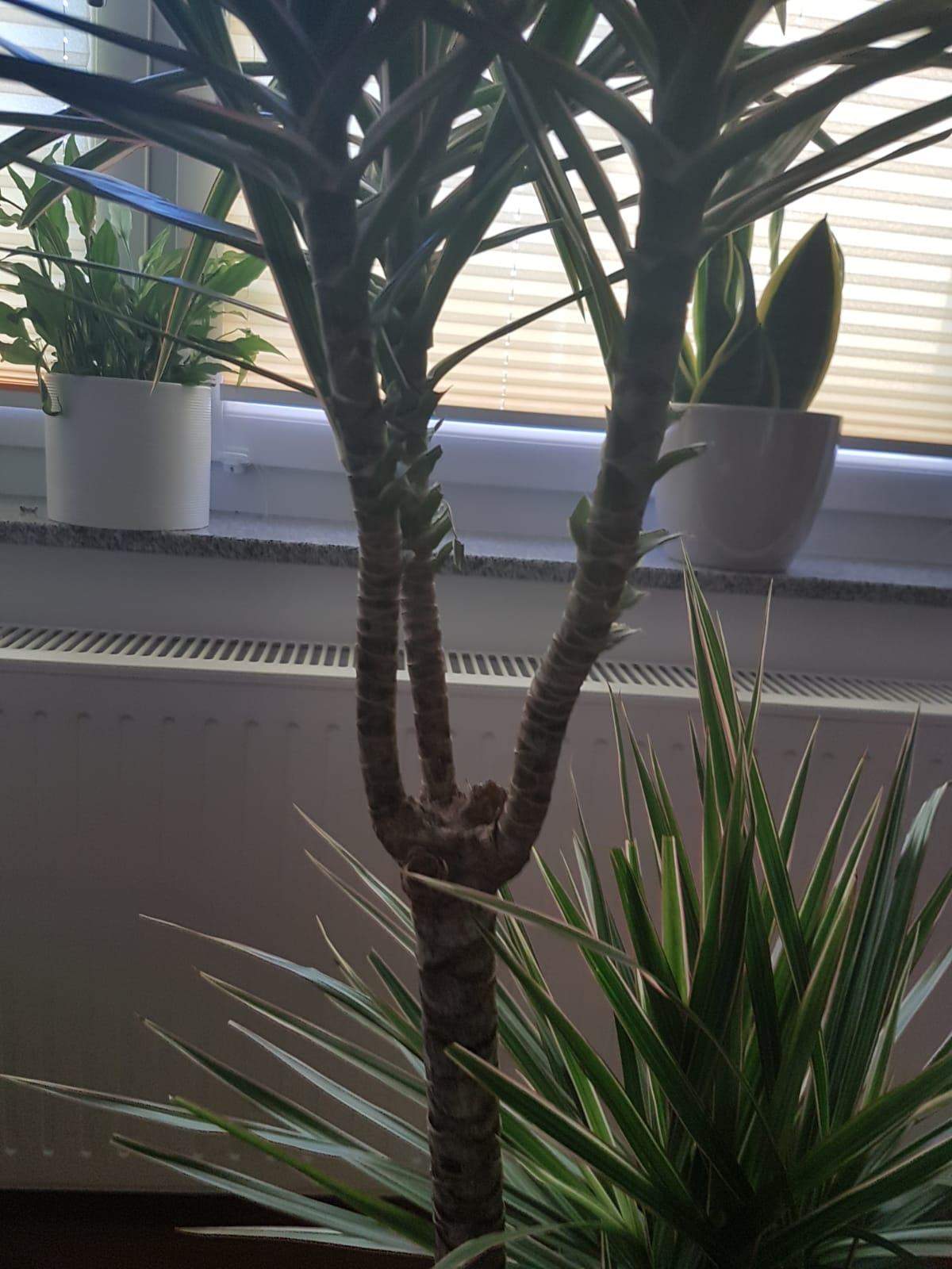 fensterblatt monstera kaufen Monstera Deliciosa – Fensterblatt