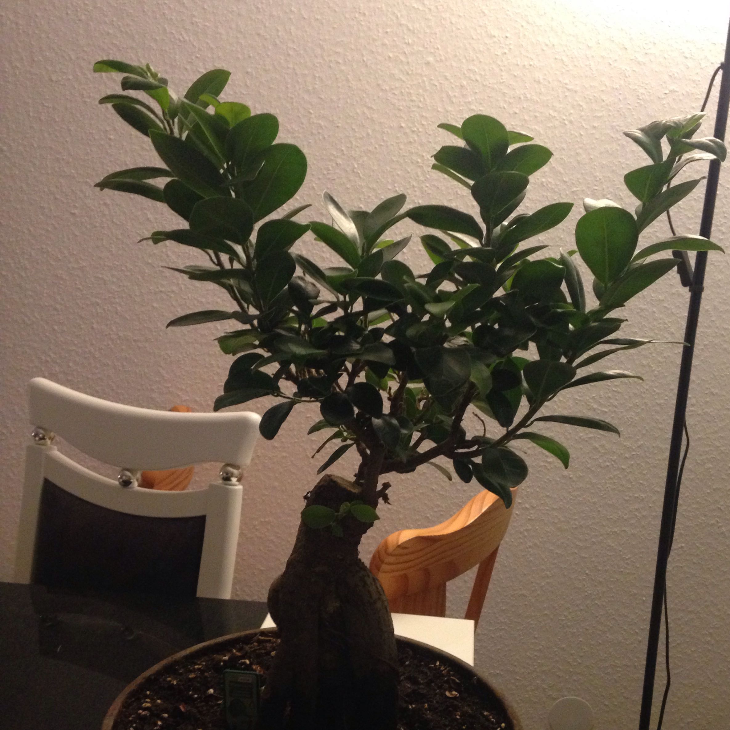 Wie schneide ich einen Bonsai in eine schöne Form? (Pflege, schneiden
