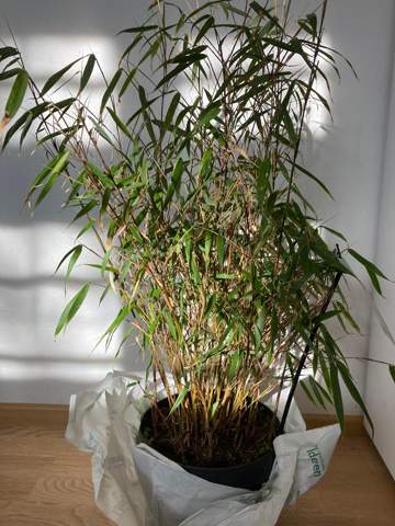 Wie schnell wächst dieser Bambus?
