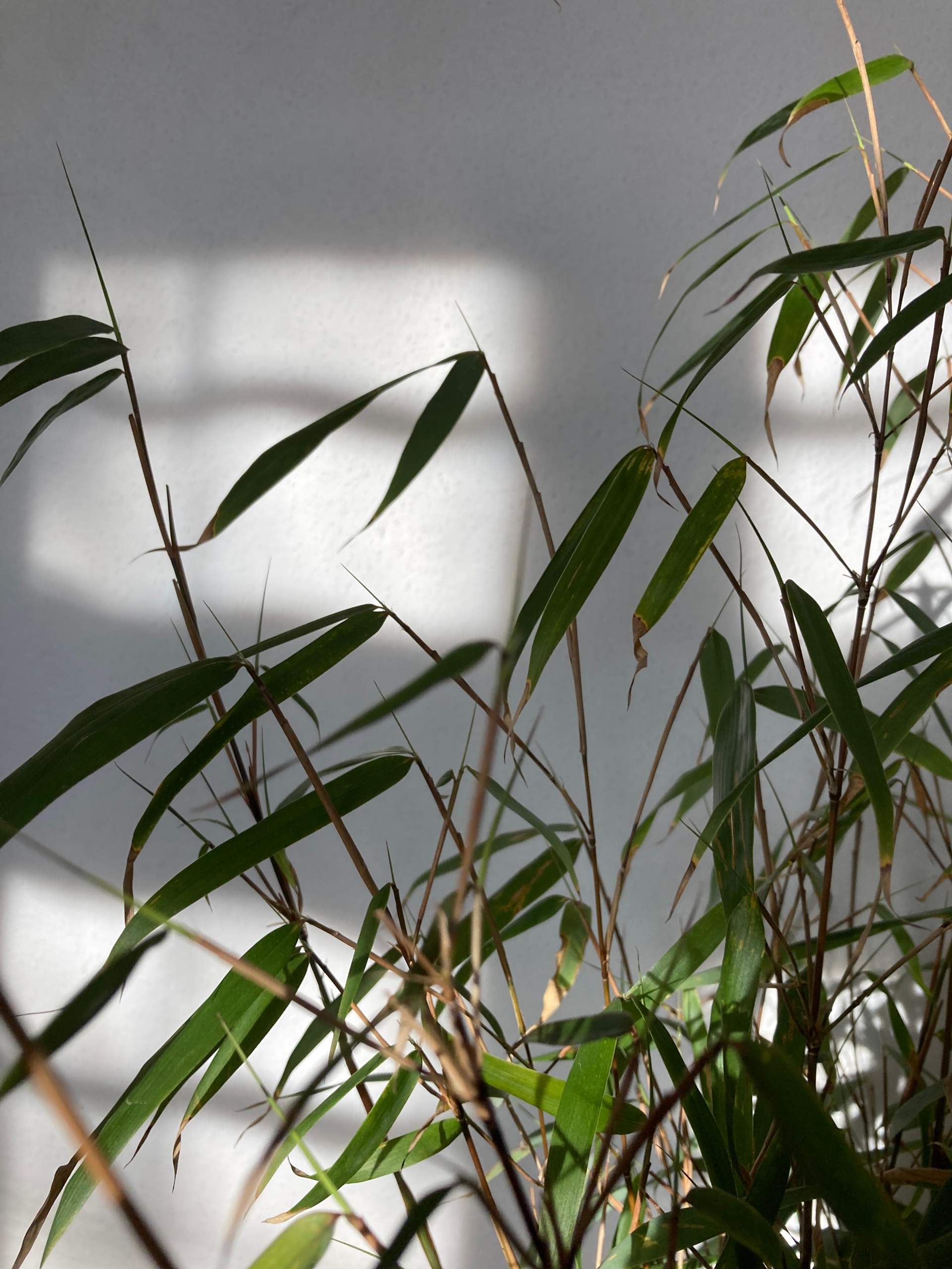 Wie schnell wächst dieser Bambus? (Pflanzen, Garten, Pflanzenpflege) Wie schnell wächst dieser Bambus? (Pflanzen, Garten, Pflanzenpflege)