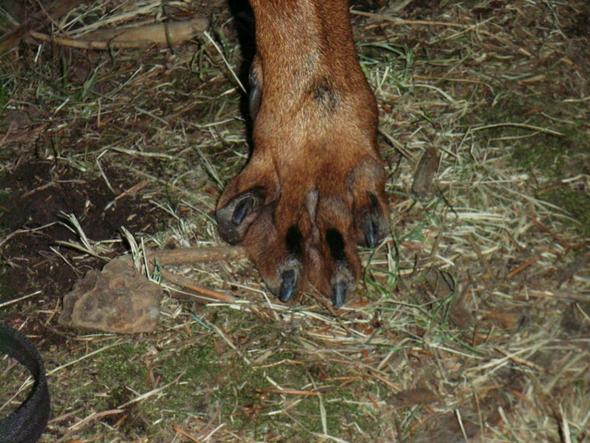 Wie schütze ich Hundepfoten, die Schwimmhäute? (Hund, Entzündung, Pfote)