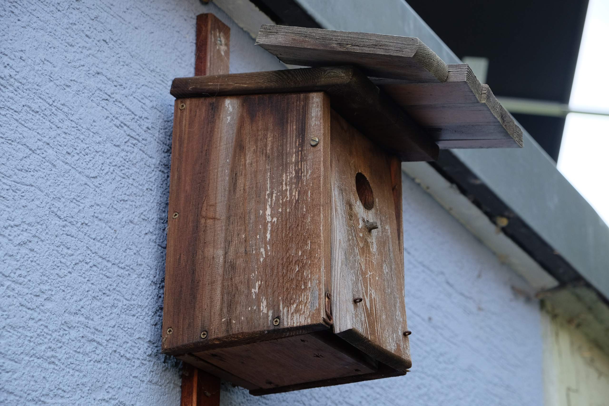 Wie schützt man ein Vogelhaus vor gefräsigen Elstern? (Garten, ELSTER)