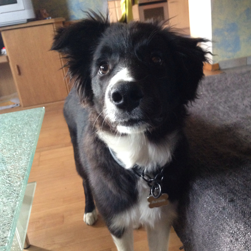 Wie schwer sollte ein 5 Monat alter Border Collie sein? (Hund, Gewicht