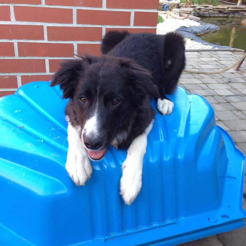 Wie schwer sollte ein 5 Monat alter Border Collie sein? (Hund, Gewicht