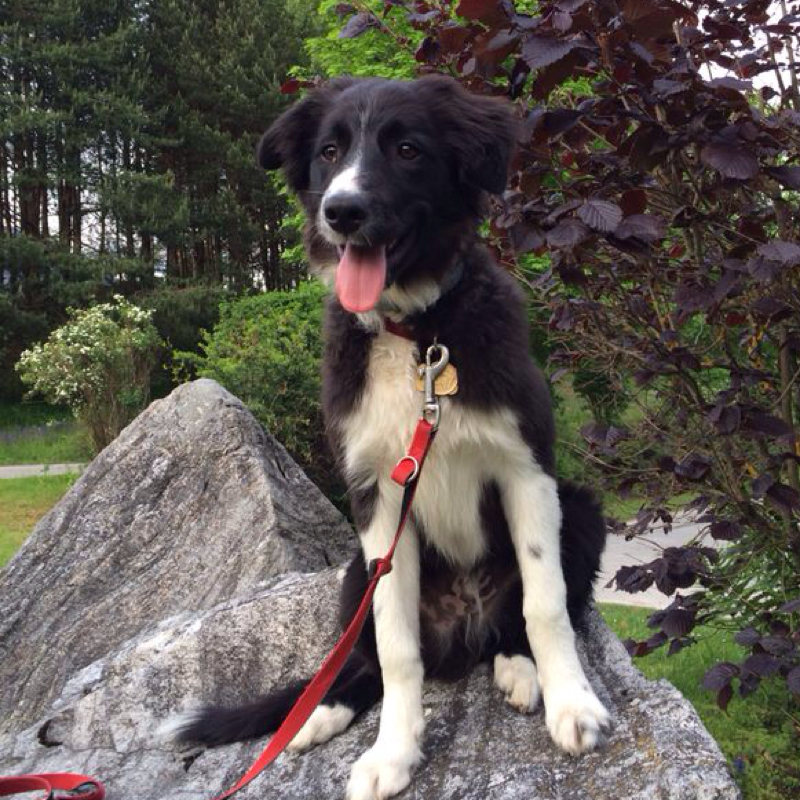 Wie schwer sollte ein 5 Monat alter Border Collie sein? (Hund, Gewicht