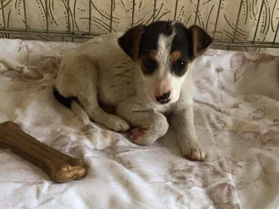 Wie sehr verändert sich ein Hunde Welpe in drei Monaten optisch? (Hund
