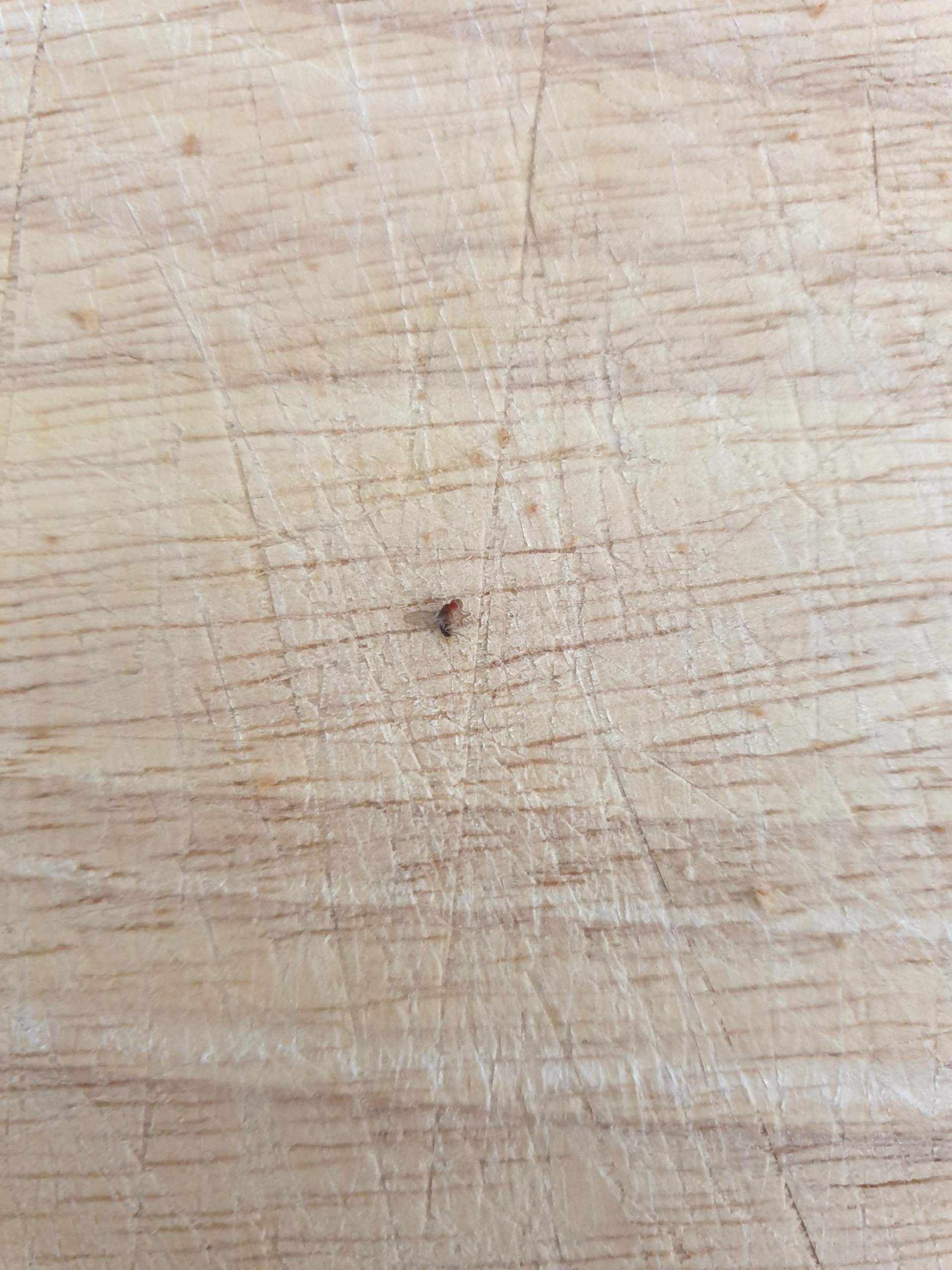 Wie sieht ein floh aus? (Insekten, Ungeziefer, Flöhe)