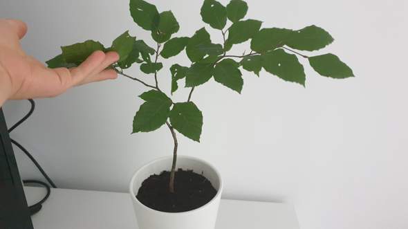 Wie soll ich den bonsai schneiden?