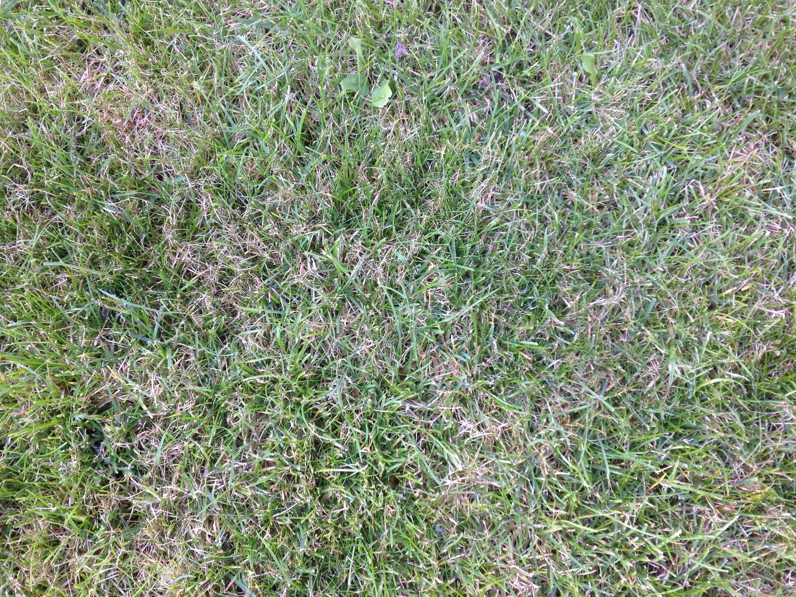 Wie soll ich den Rasen behandeln? (Garten, Dünger, Rollrasen)