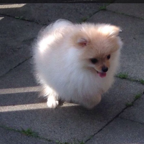 Das ist sie - (Hund, Namen, Zwergspitz)