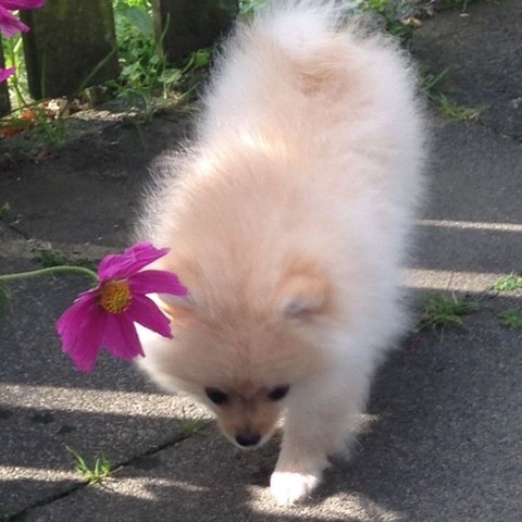 Hier noch eins - (Hund, Namen, Zwergspitz)