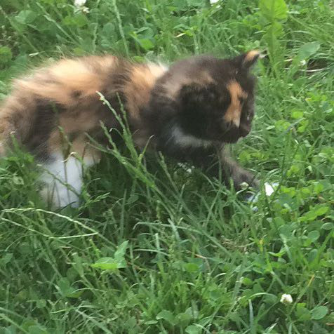 wie soll ich meine gluckskatze nennen katze namen