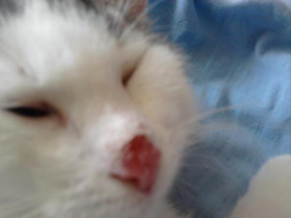 Wie Soll Ich Meine Katze Behalndeln Blut Verletzung Nase