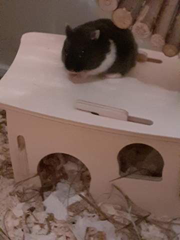 - (Computer, Tiere, Haustiere)