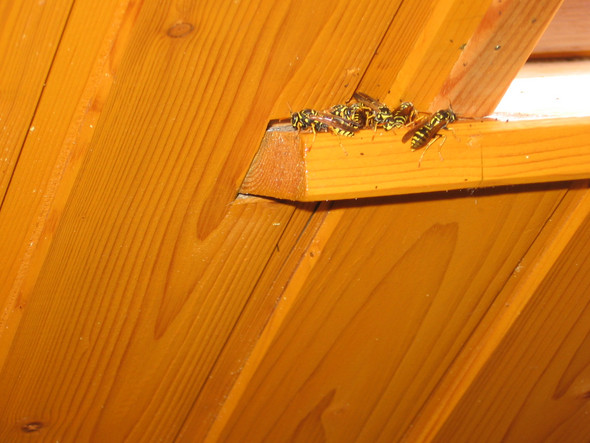 Wie Soll Ich Mit Diesen Wespennestern Umgehen Tiere Natur Insekten