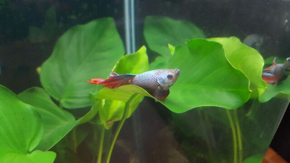 Wie soll soll ich dieses Nano Aquarium einrichten?