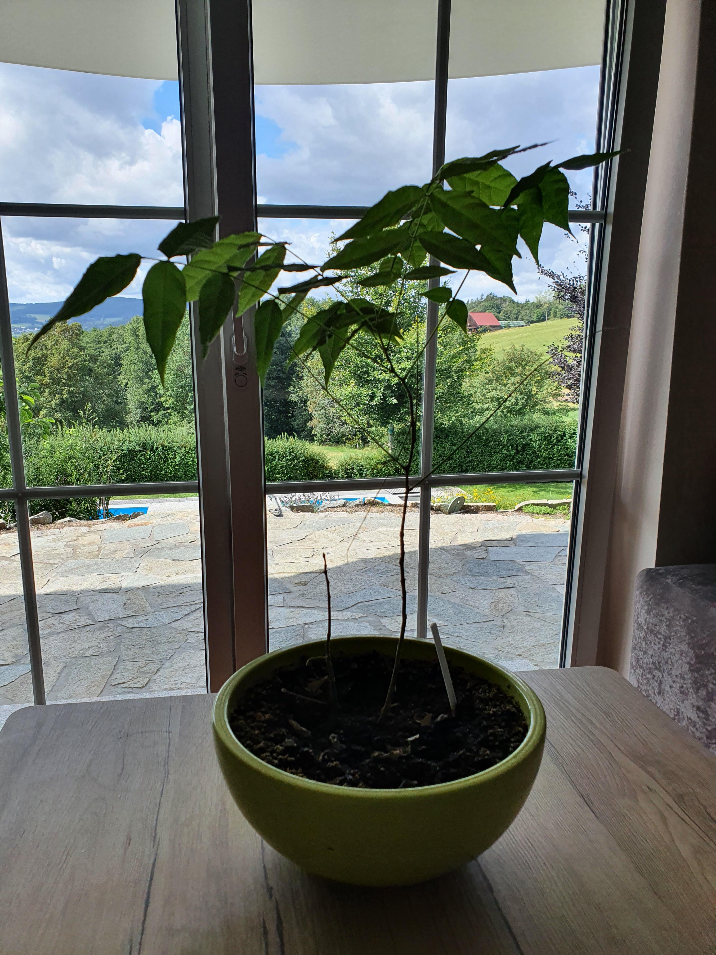 Wie sollte ich am Besten meinen Bonsai Wisteria blau