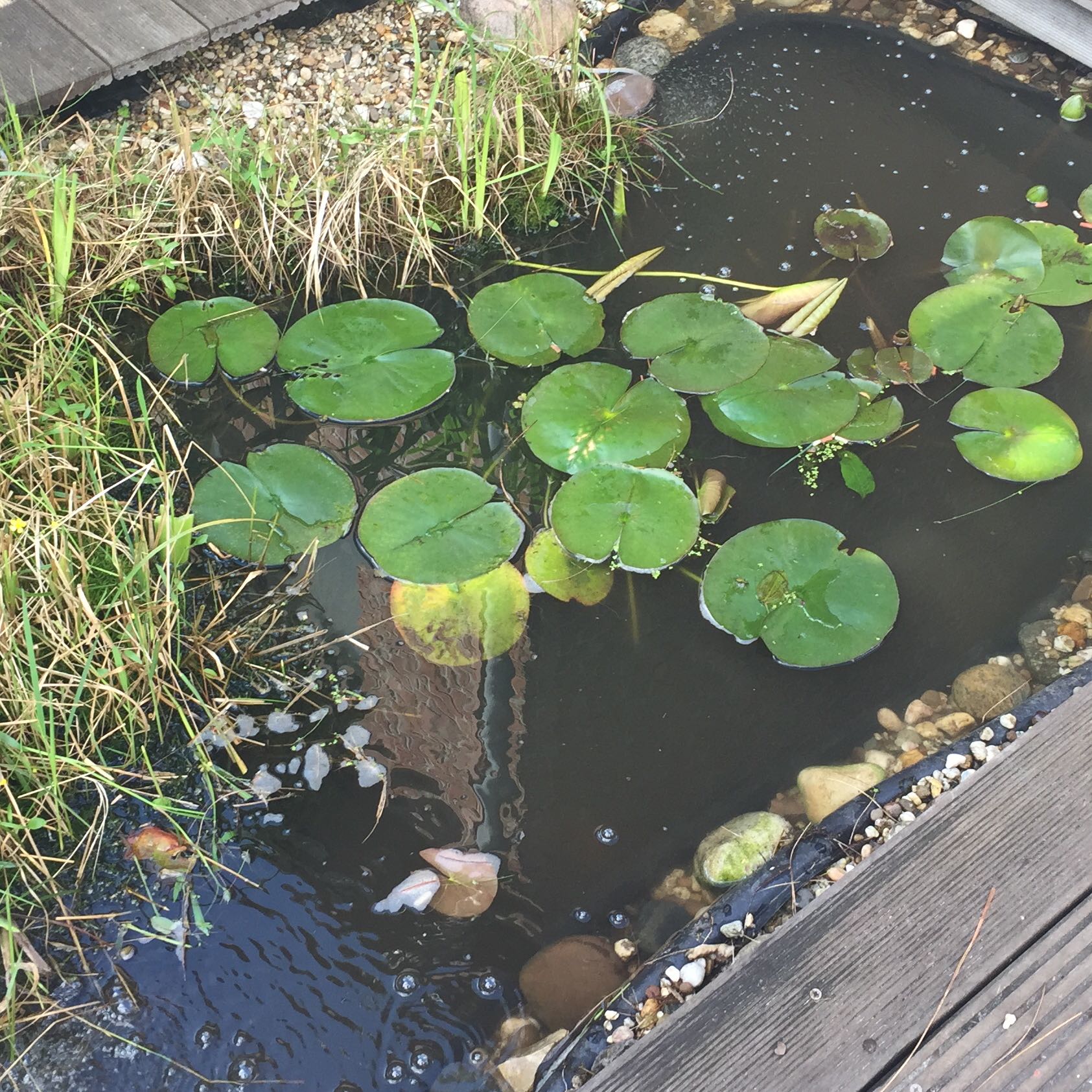 Wie sollte ich Frösche fangen? (Teich)