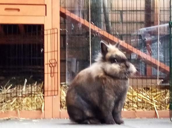 Wie sollte man dieses süße Kaninchen nennen? (Name) Wie sollte man dieses süße Kaninchen nennen? (Name)