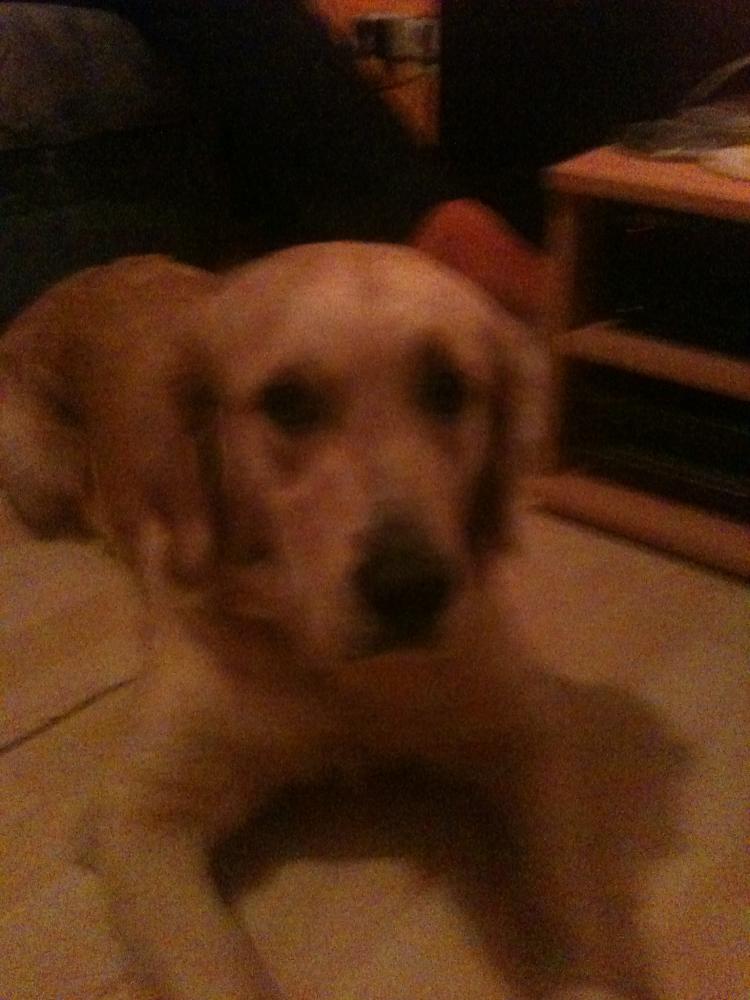 Wie Stelle Ich Fest Ob Mein Hund Schwanger Ist Schwangerschaft Wie Stelle Ich Fest Ob Mein Hund Schwanger Ist Schwangerschaft