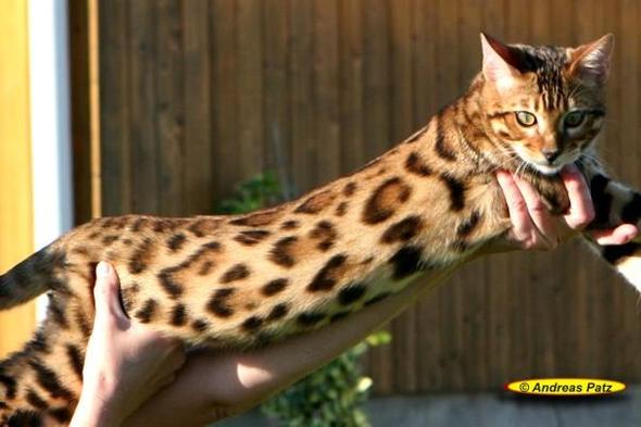 Wie Teuer Sind Bengal Katzen Tiere Katze