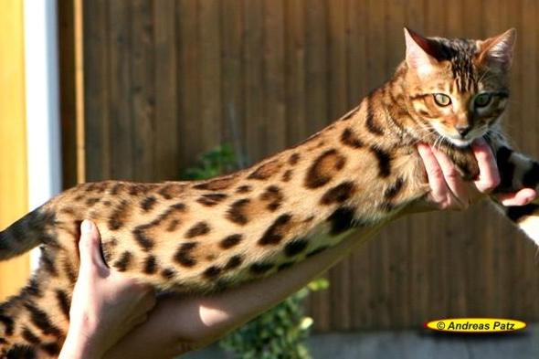 Bengal Katze Züchter Sachsen