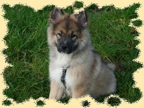 wie teuer sind elos hunderasse aus der zucht hund preis