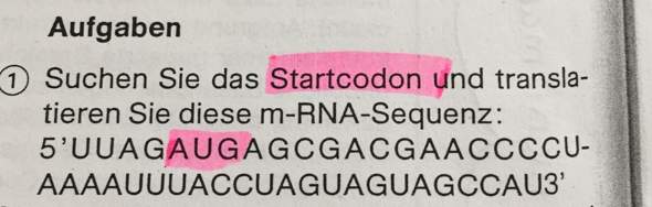 Wie translatiert man m-RNA-Sequenzen?