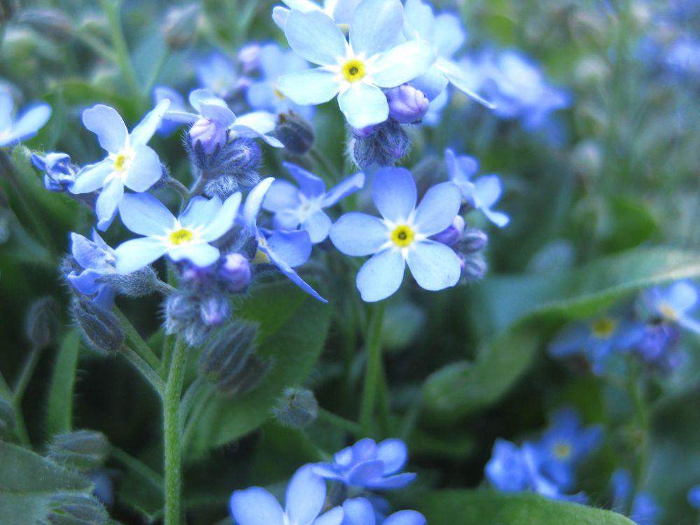 Wie trockne ich diese Blumen? (trocknen, Blüten, Strauß)