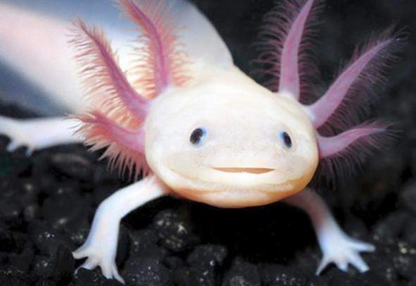 Wie überrede ich meine Eltern ein Axolotl zu kaufen?