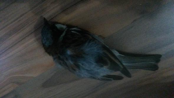 Das ist er oder sie - (Vögel, Spatz)