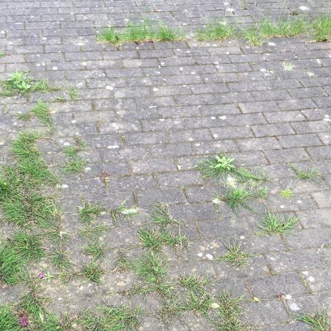 Wie Unkraut Zwischen Steinen Langfristig Entfernen Garten Pflege Steine