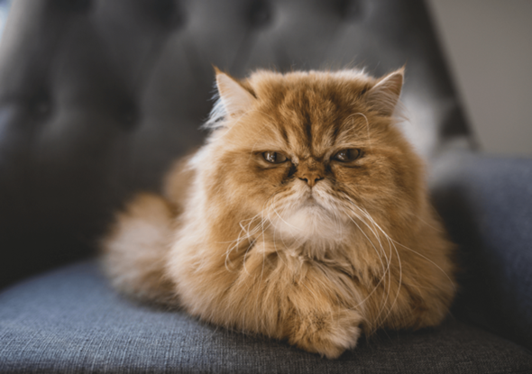Wie verhalten sich Perserkatzen zu anderen Katzenrassen und wie erkennt man eine Qualzucht bei Perserkatzen?