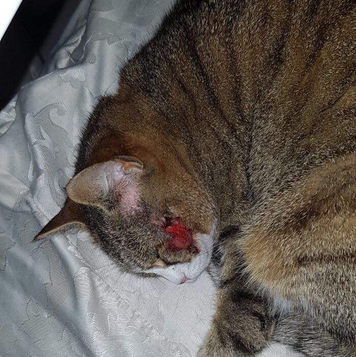 Katze Leckt Wunde Trotz Halskrause