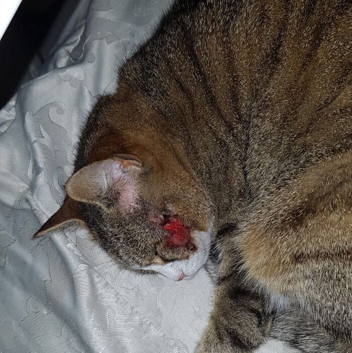 wie verhindere ich dass sich meine katze trotz halskrause an ihre kopfwunde kratzt wunde