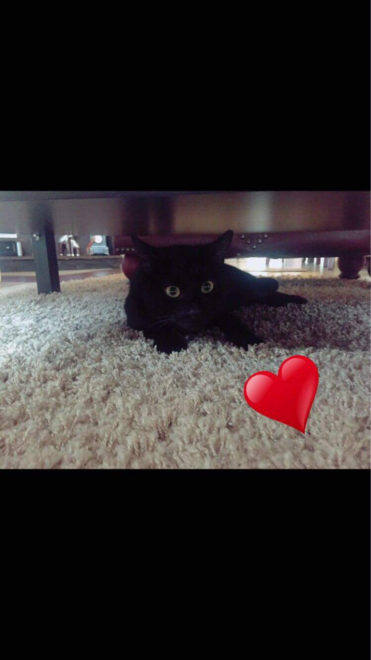 Wie Verkrafte ich den Tod meiner Katze? (Trauer)