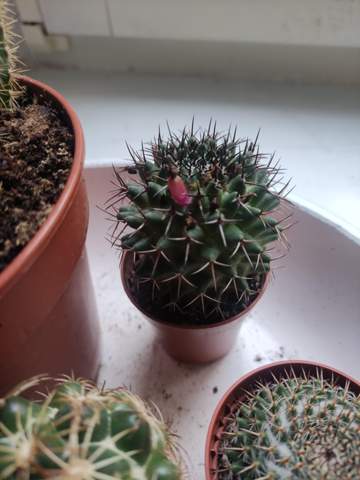 Wie vermehre ich diesen Kaktus?