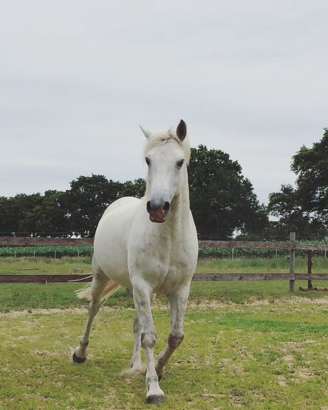 Wie viel darf ein 147cm großes Connemara Pony tragen? (Pferde, Gewicht ...