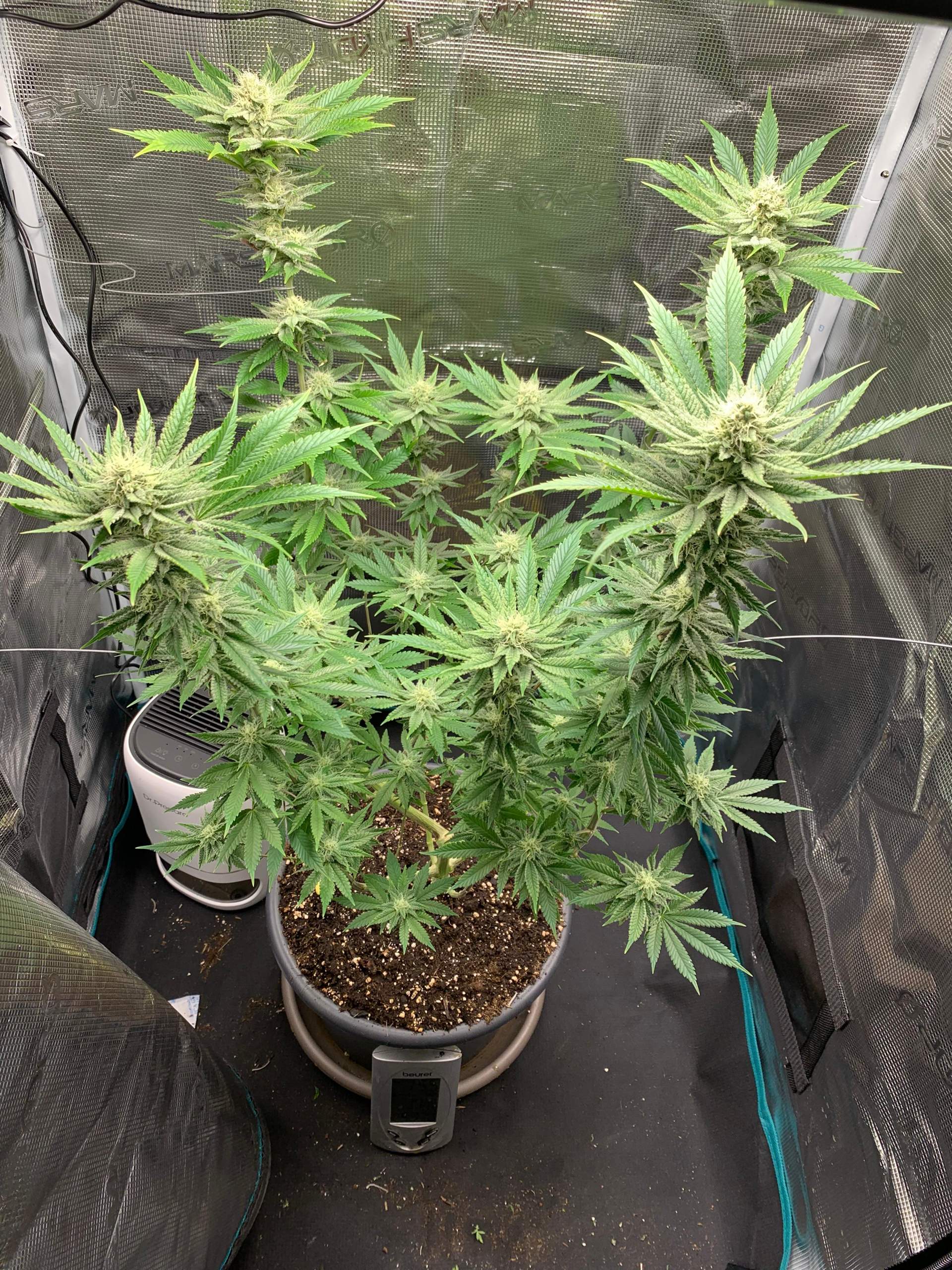 Ab Wieviel Gramm Gras Kommt Man Ins Gefängnis Wie viel Ertrag kommt rum schätzt ihr? (Cannabis, Gras, Pflanzenpflege)