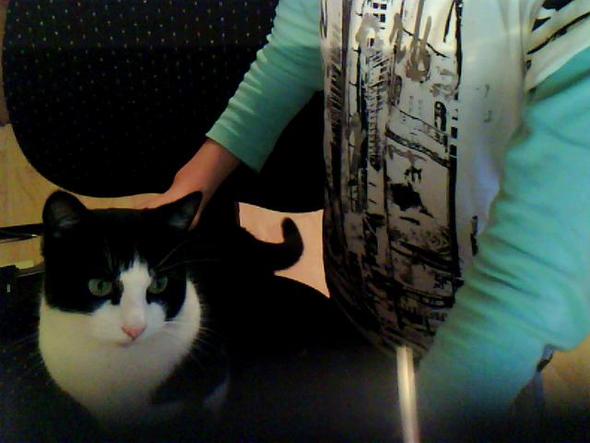 wie viel frisst eine hauskatze katze kater fressen