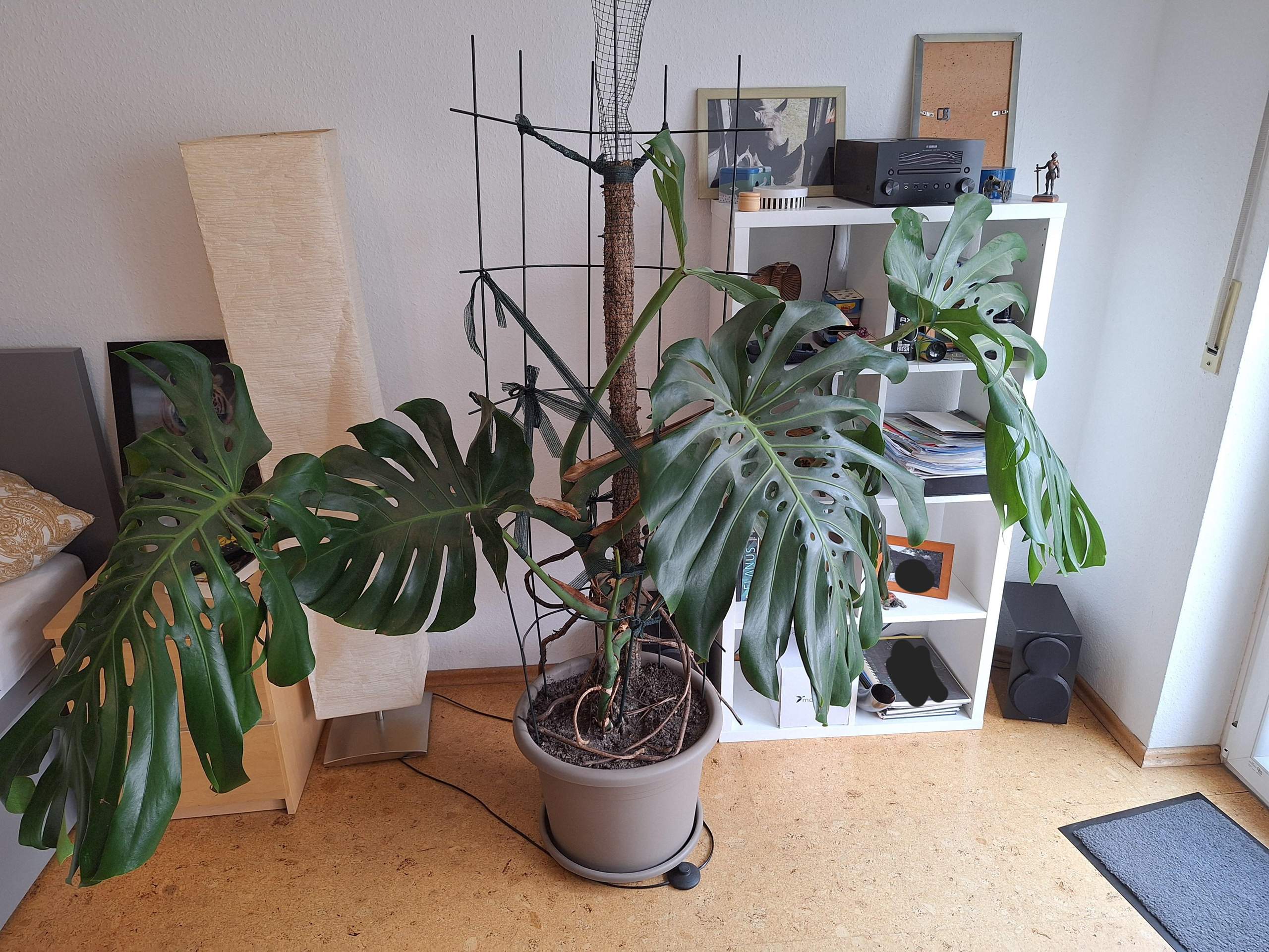 topfgröße monstera Hydro XXL Monstera am Stab, 120-140cm – Green Me Up