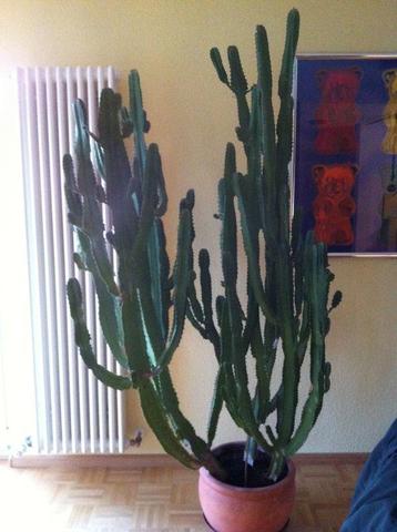 Kaktus - (Pflanzen, Wert, Kaktus)