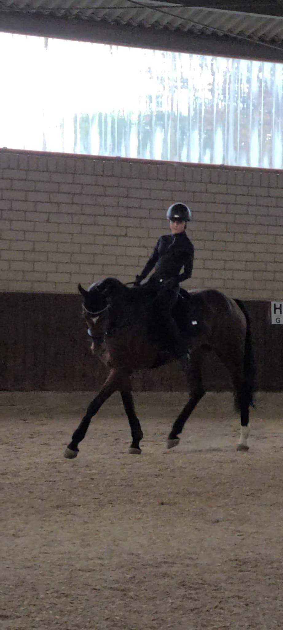 Wie viel ist mein Pferd wert?? (Reiten, Pony, springen)
