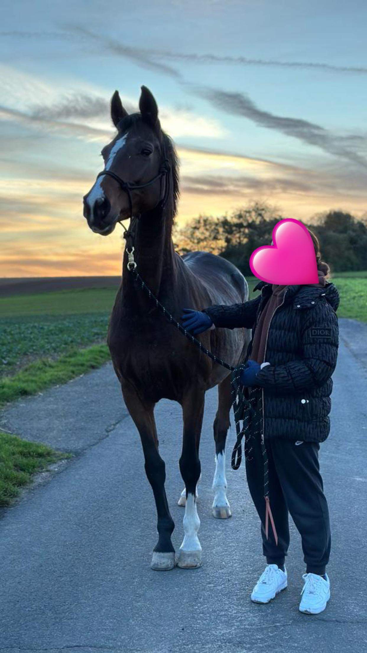 Wie viel ist Pferd wert? (Pferdekauf, eigenes Pferd, Stute)