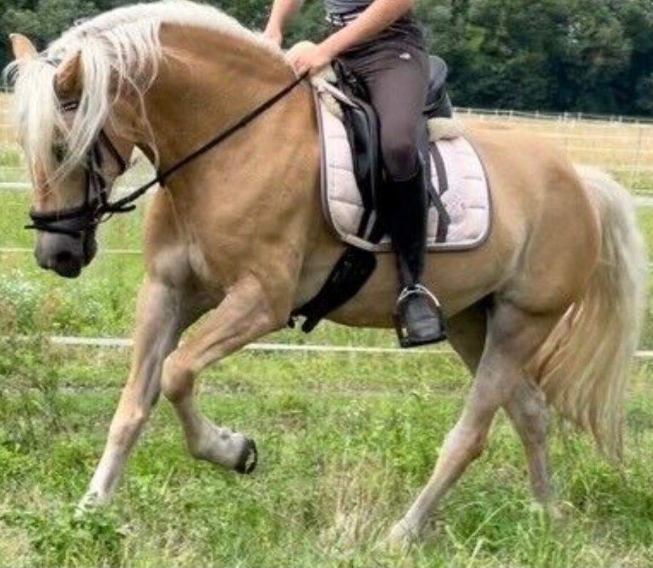 Wie viel kann ein Haflinger tragen? (Pferd, Reiten, Tierarzt)